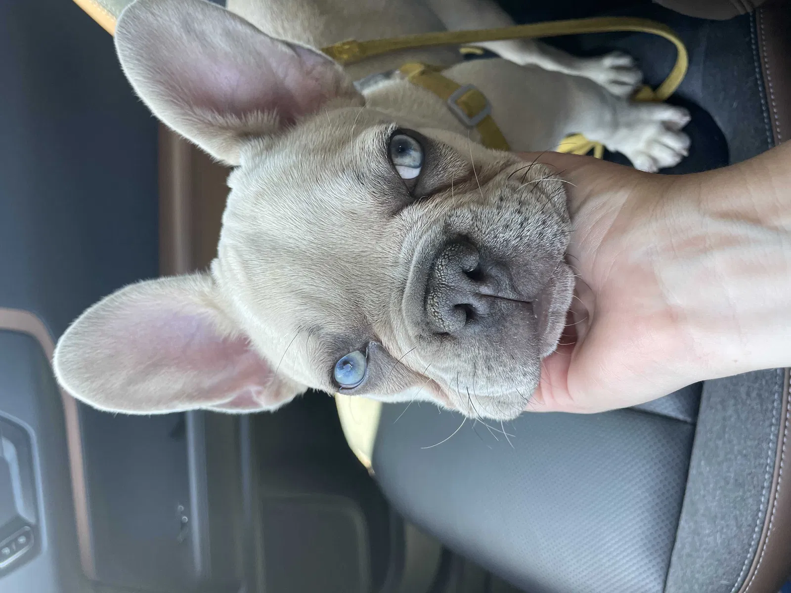 Lost dog in San Diego, CA, 92124