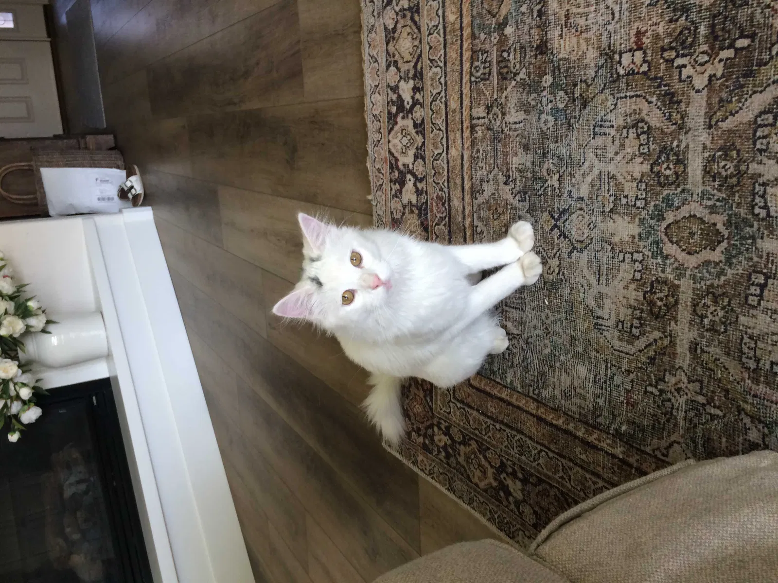 Lost cat in Grand Junction, CO, 81505