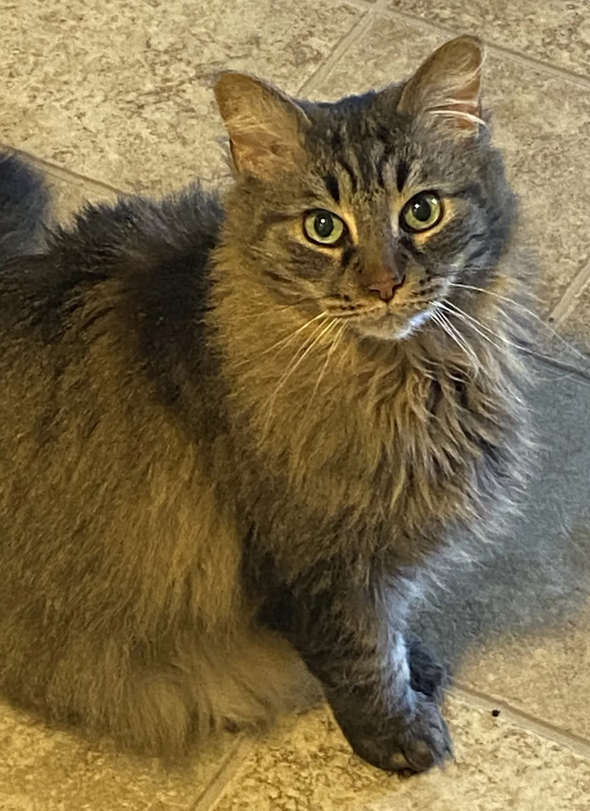 Lost cat in Sterrett, AL, 35147