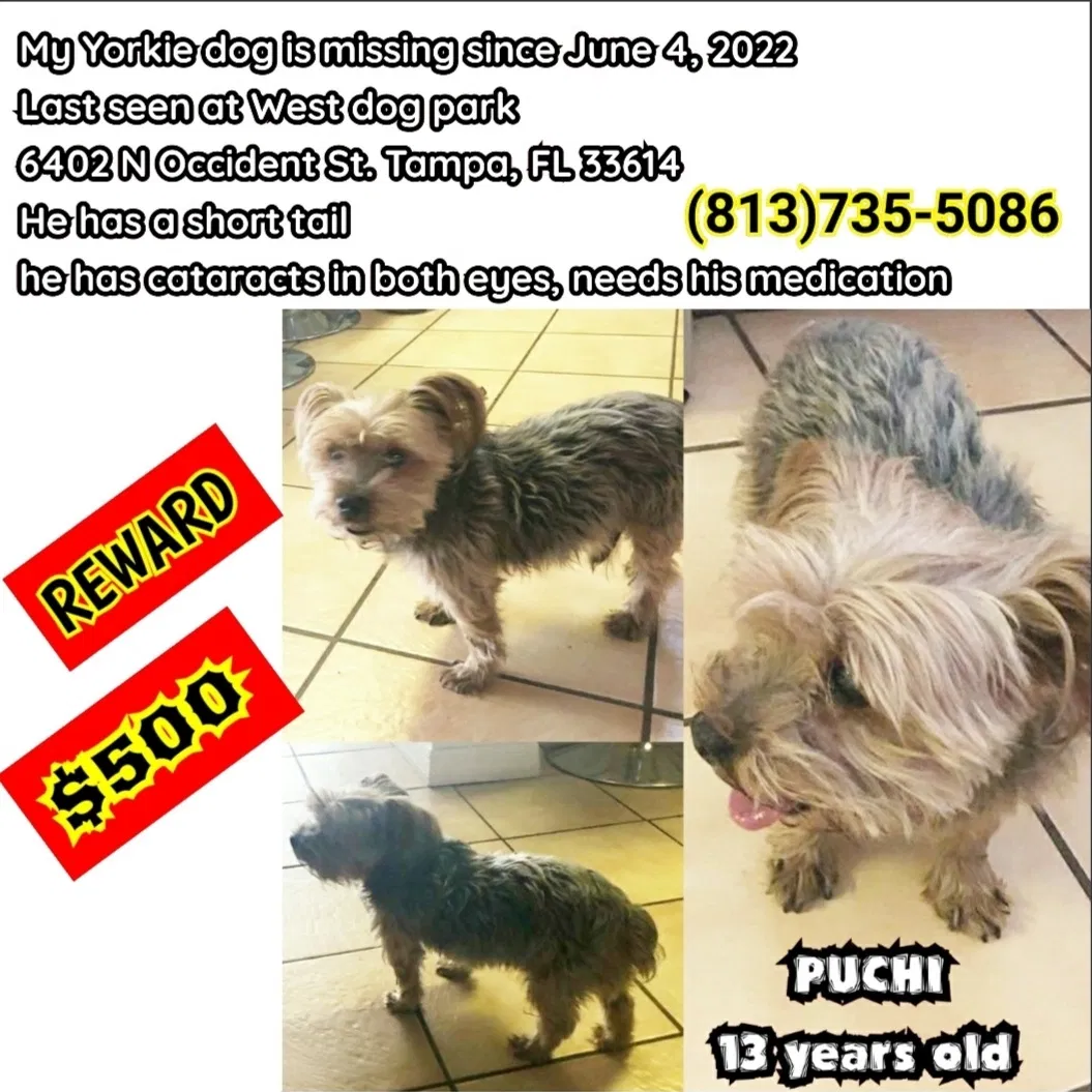 Lost dog in Tampa, FL, 33614