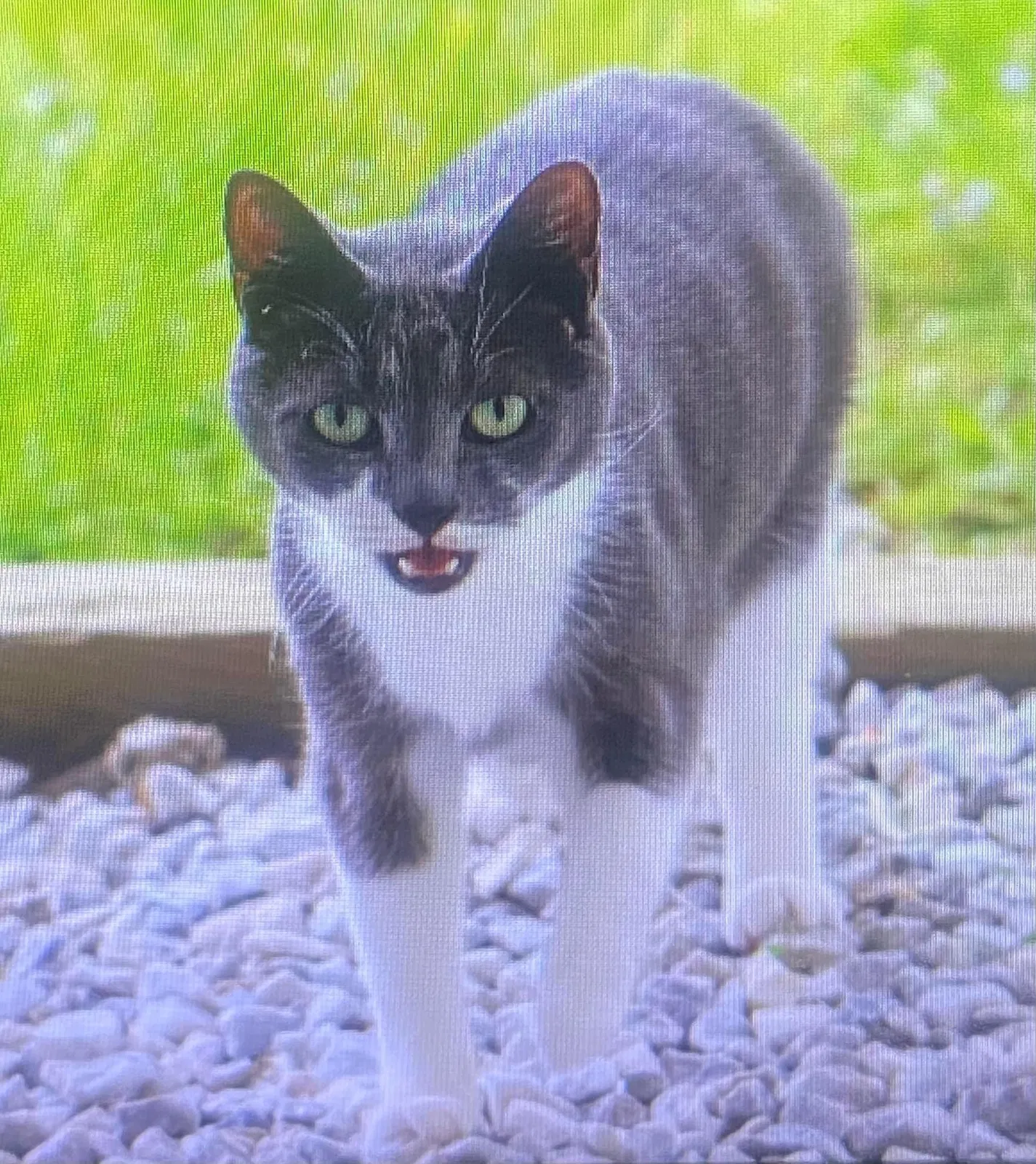Lost cat in Mahopac, NY, 10541