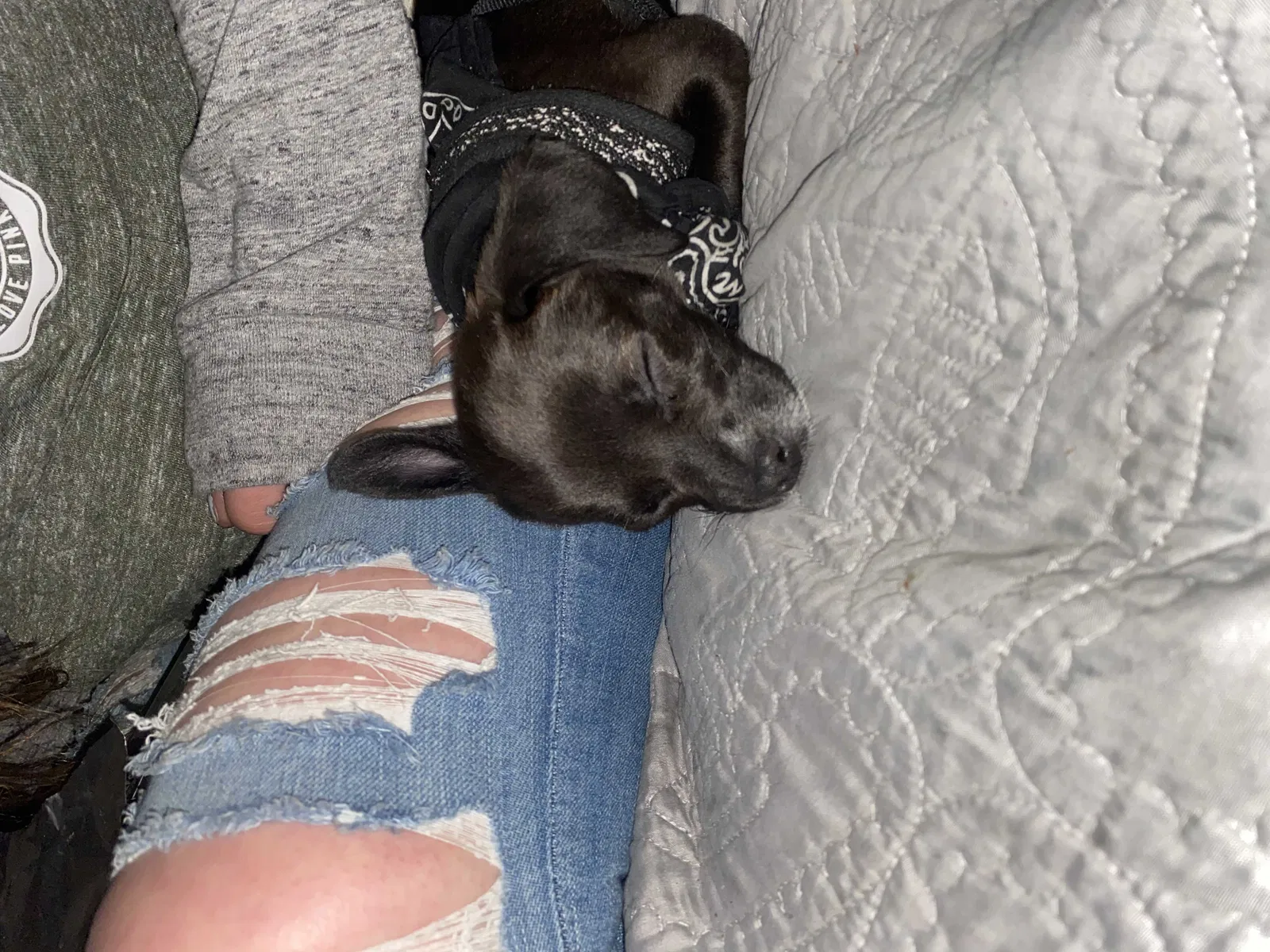 Lost dog in Portland, OR, 97220