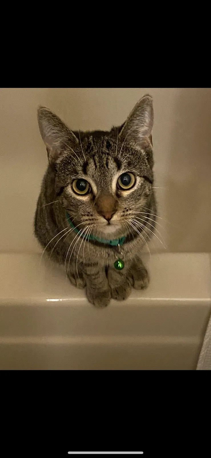 Lost cat in Mesa, AZ, 85205