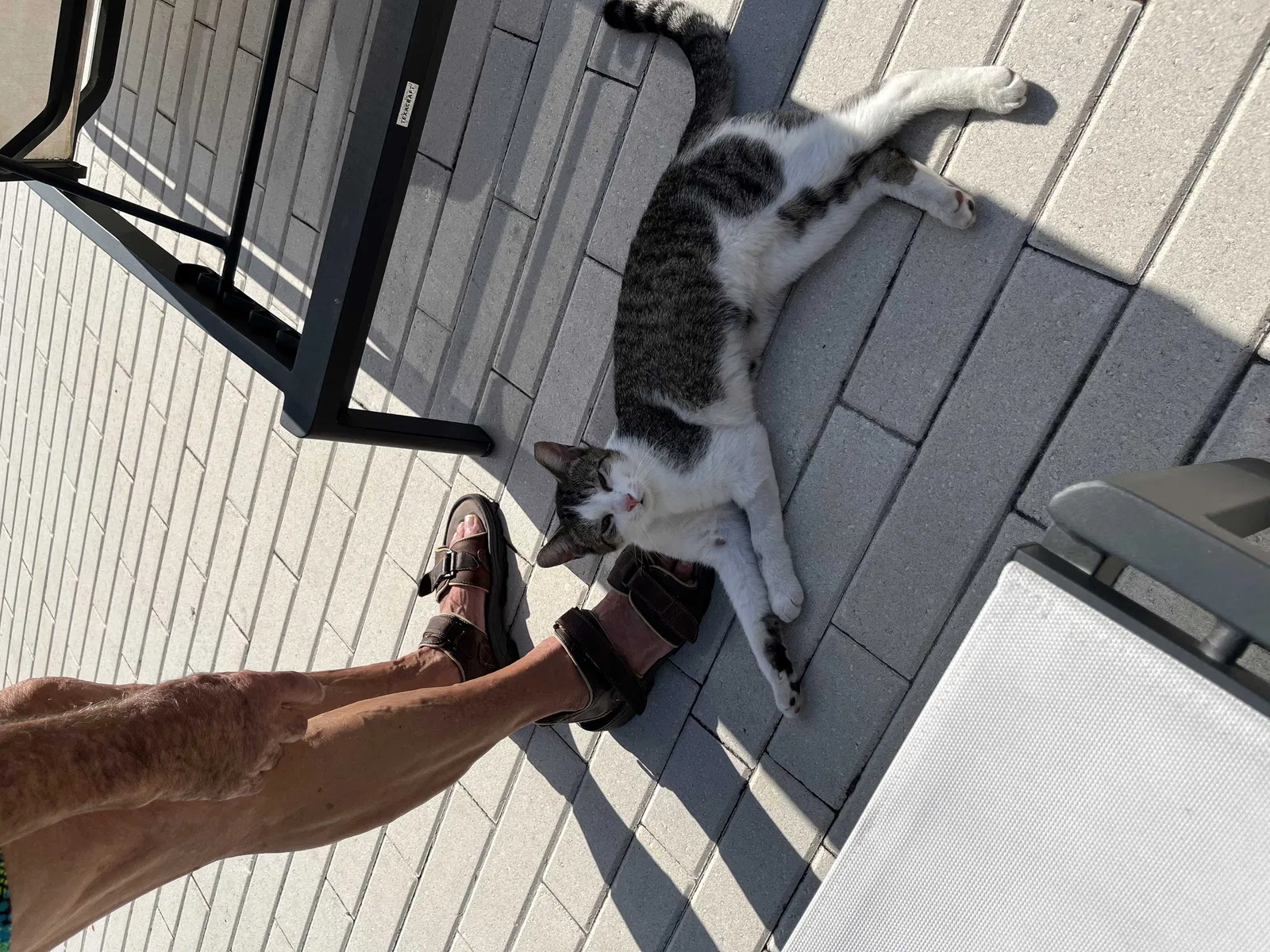 Found cat in Jacksonville, FL, 32256