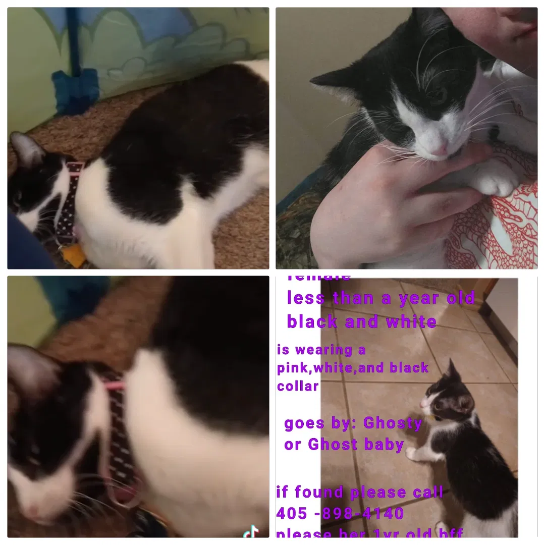 Lost cat in Oklahoma City, OK, 73128