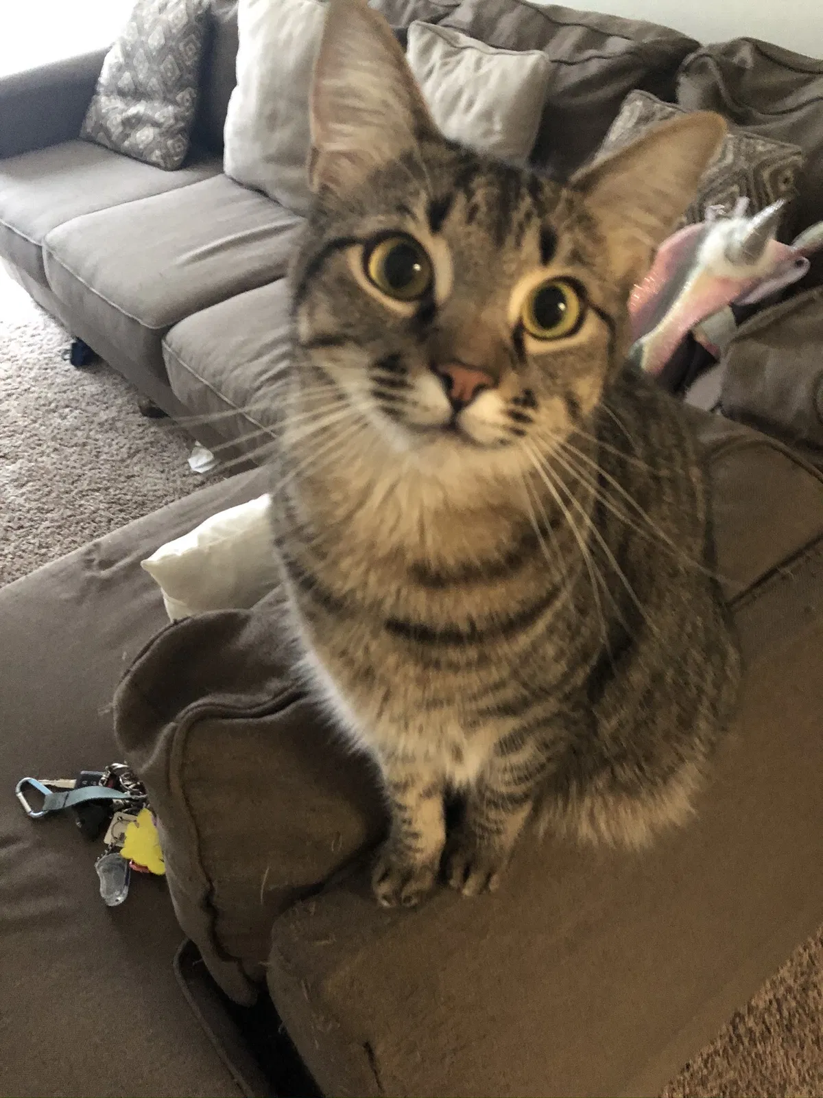 Lost cat in Katy, TX, 77449