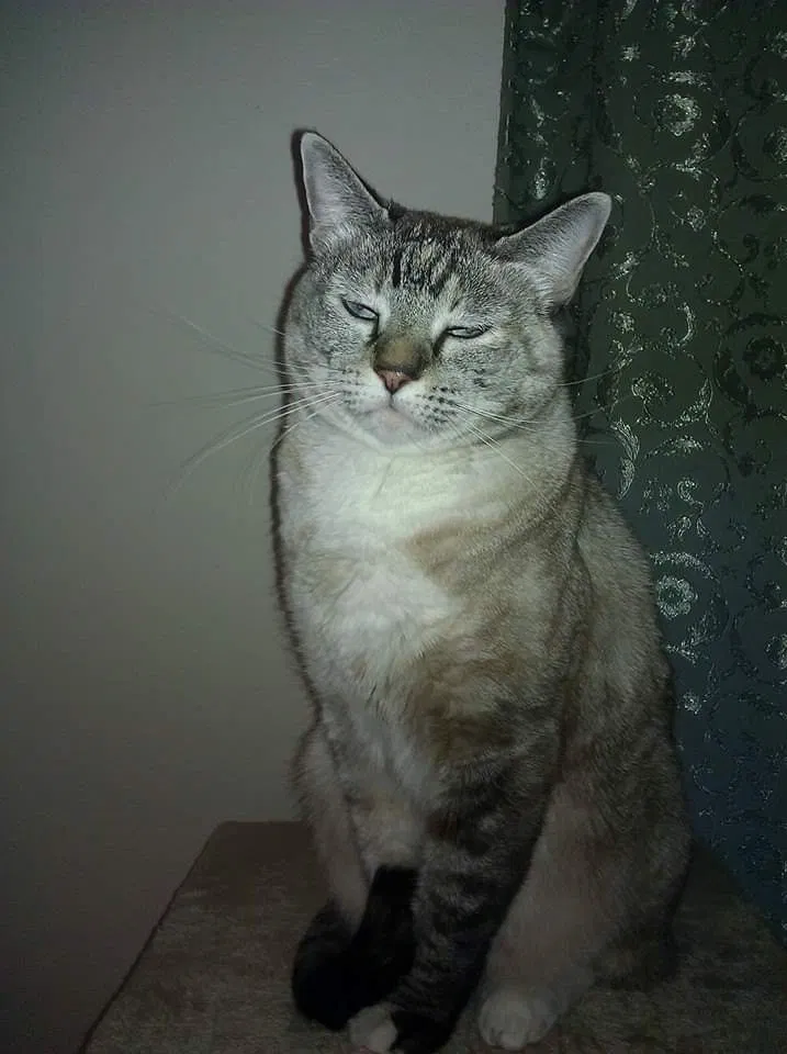 Lost cat in Pearland, TX, 77584