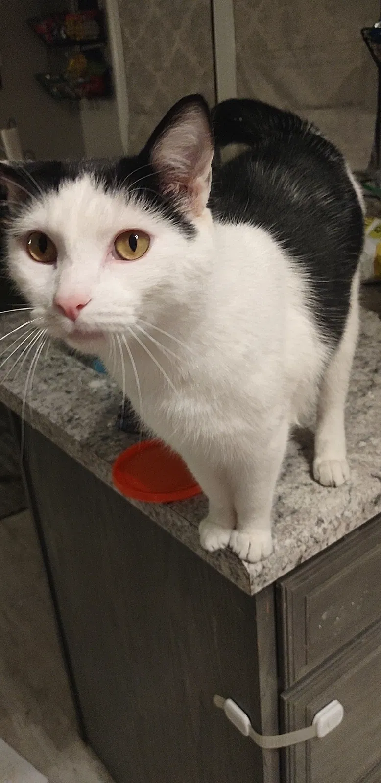 Lost cat in Pekin, IL, 61554