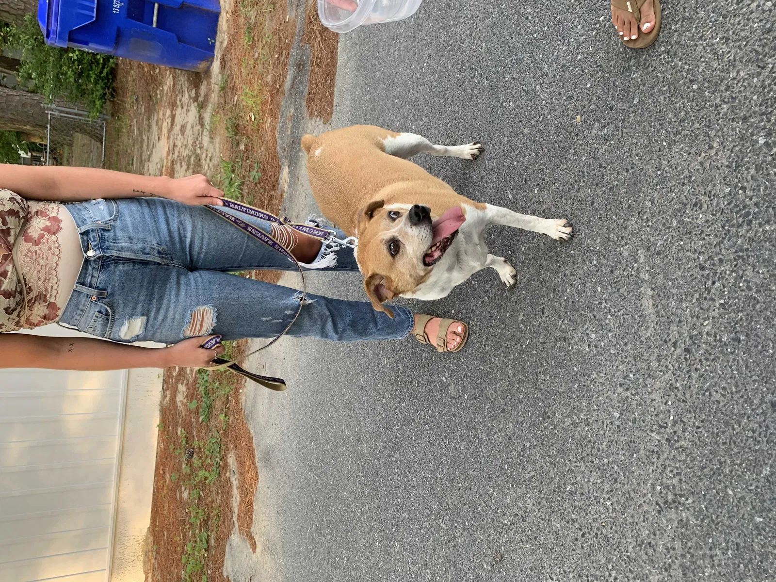 Found dog in Millsboro, DE, 19966