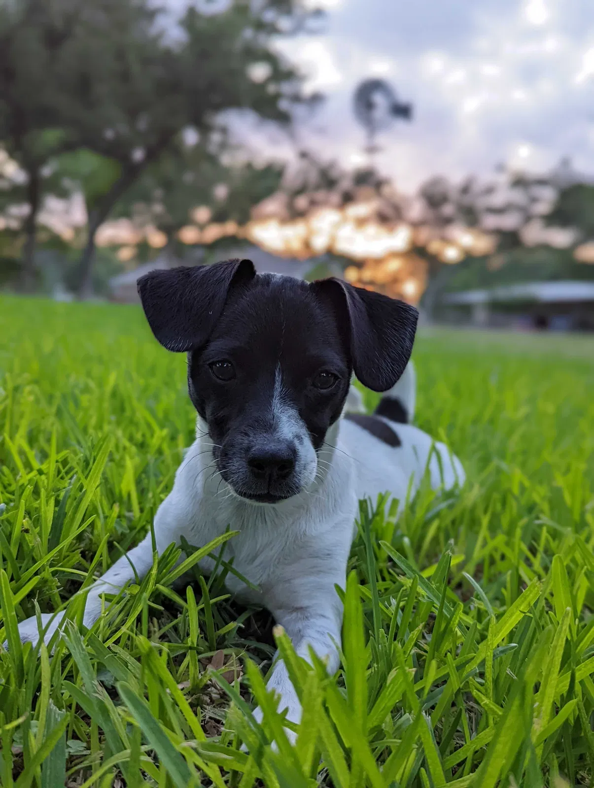 Lost dog in San Marcos, TX, 78666