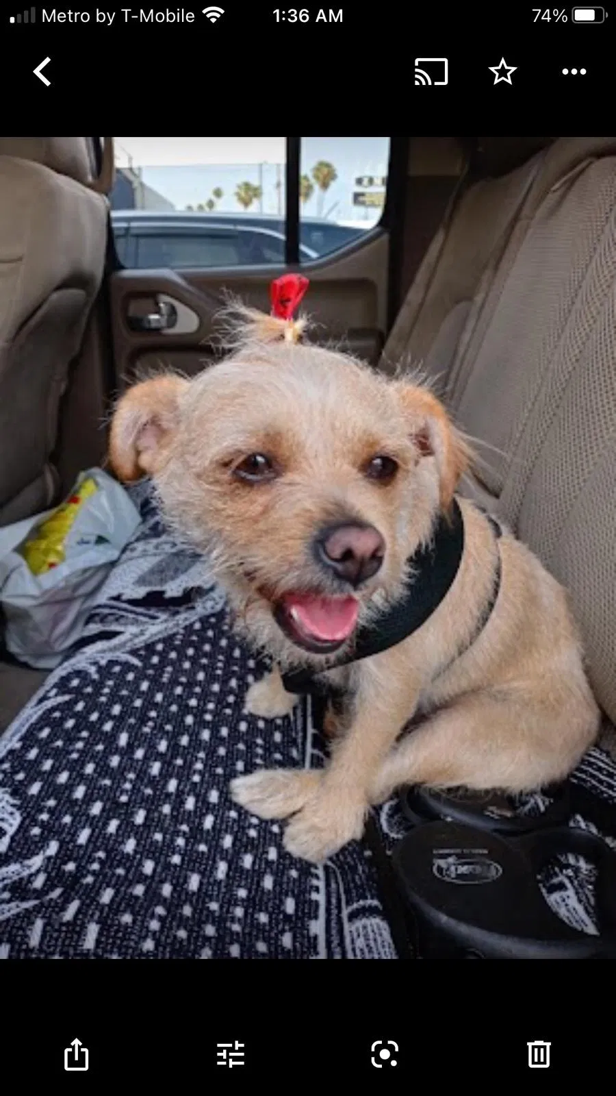 Lost dog in Los Angeles, CA, 90042