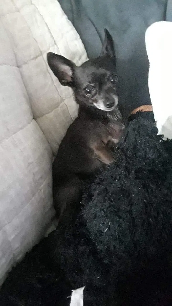 Lost dog in Brooksville, FL, 34604
