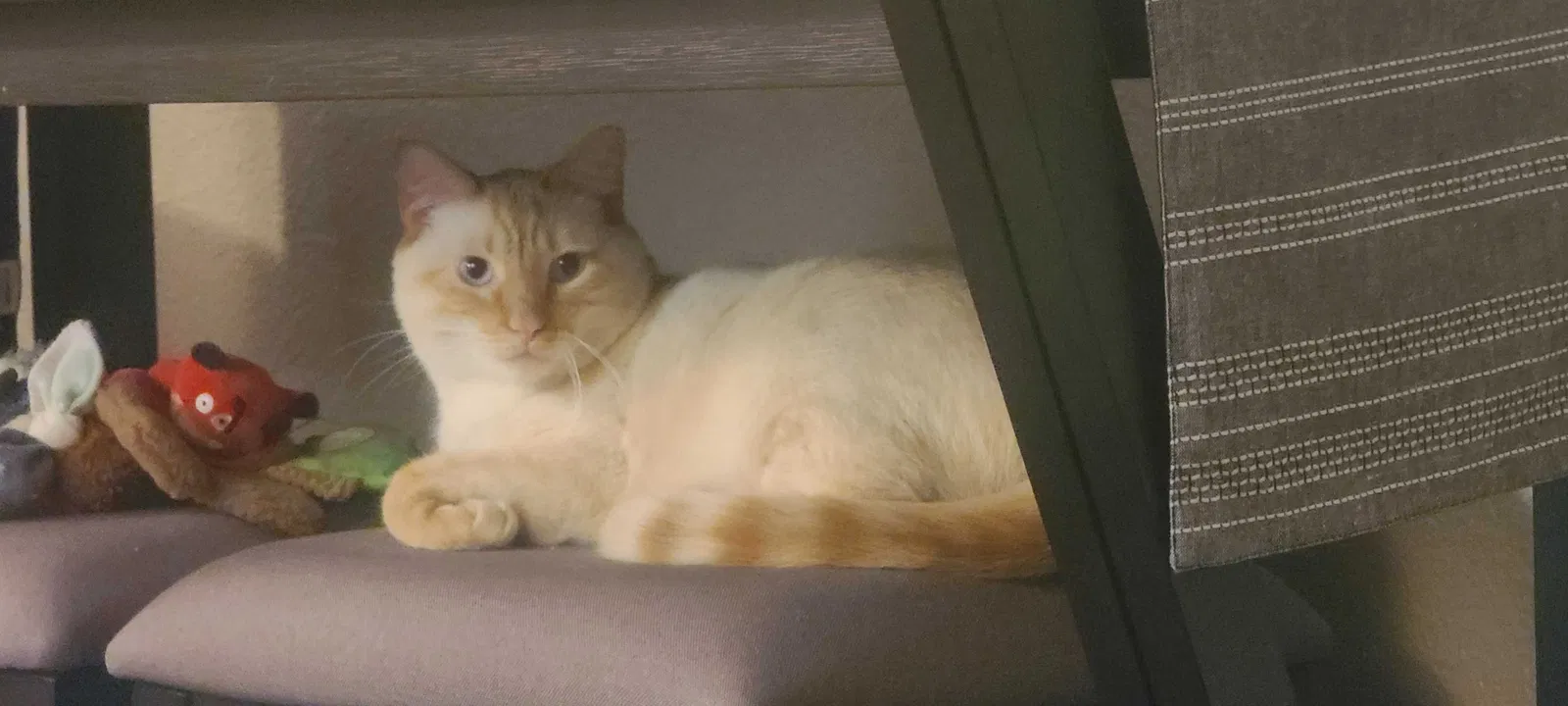 Lost cat in Denver, CO, 80246