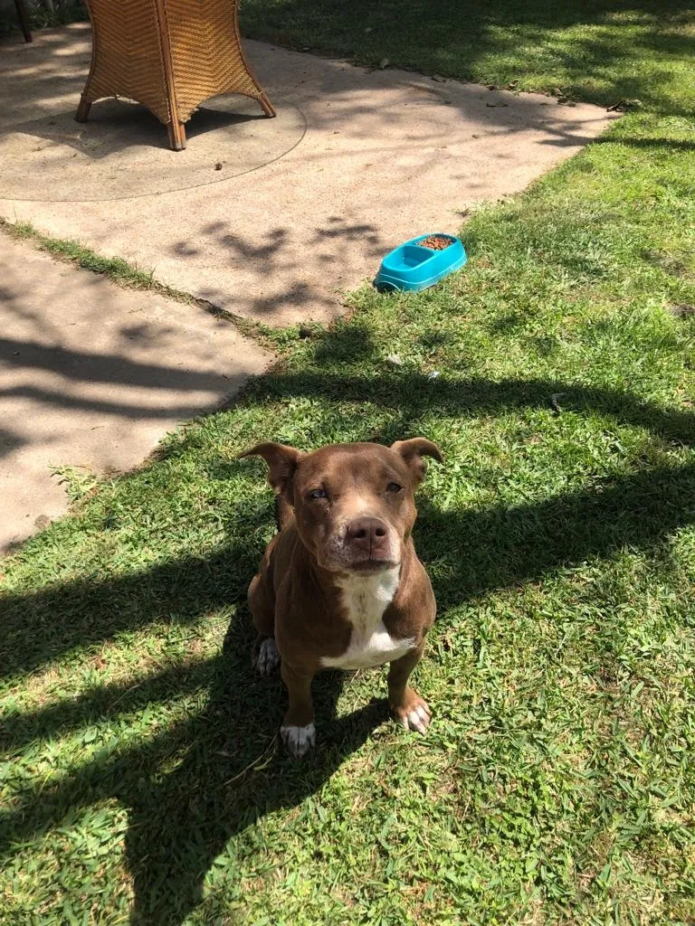 Lost dog in Houston, TX, 77095