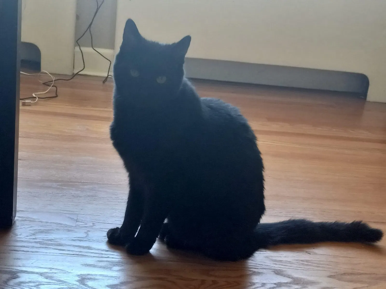 Lost cat in Hamden, CT, 6517