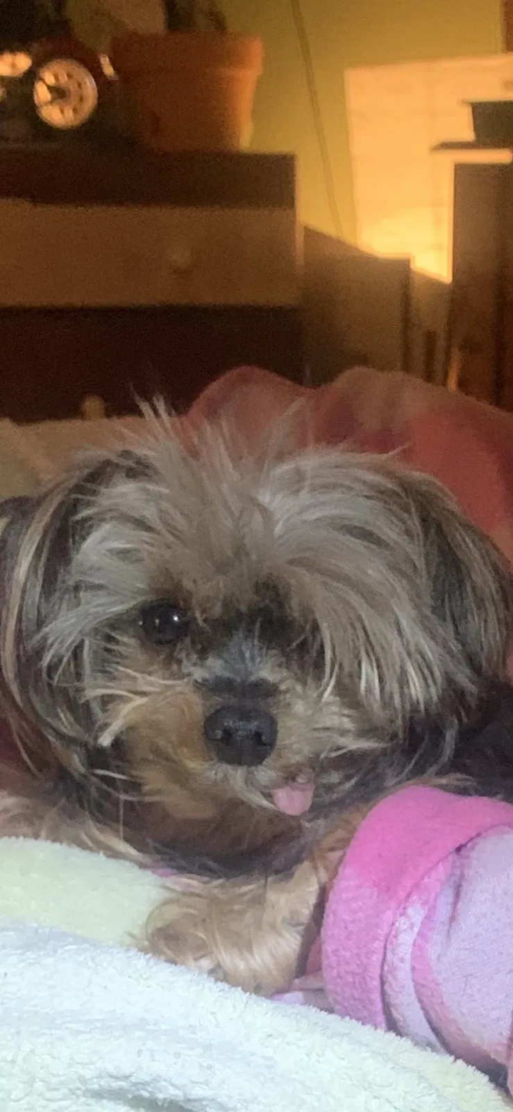 Lost dog in Riverview, FL, 33578
