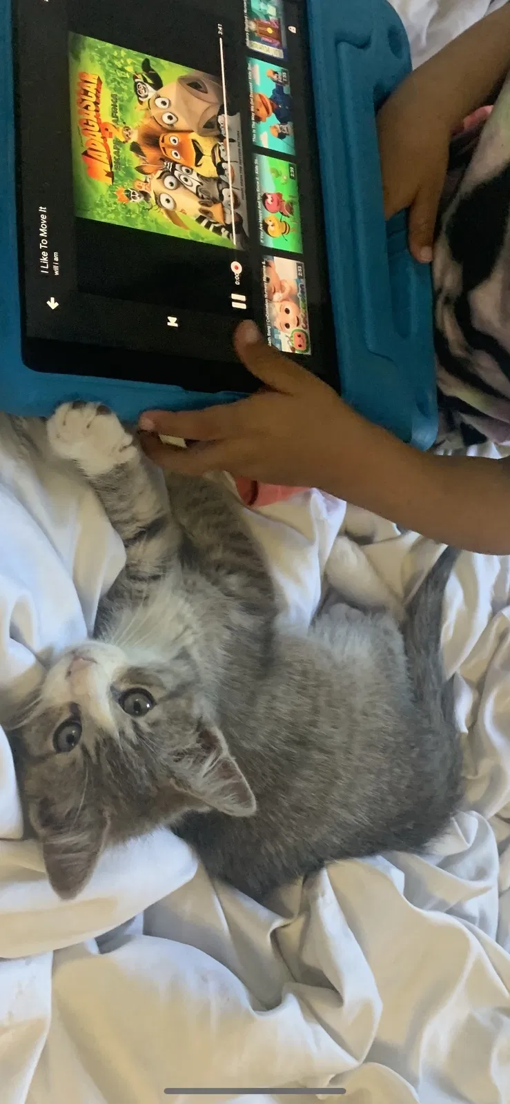 Lost cat in Bronx, NY, 10461