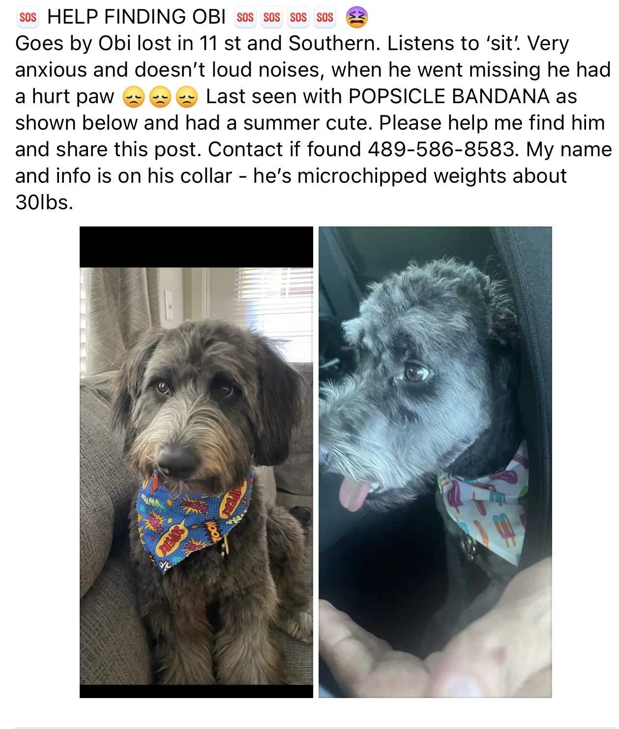 Lost dog in Phoenix, AZ, 85040