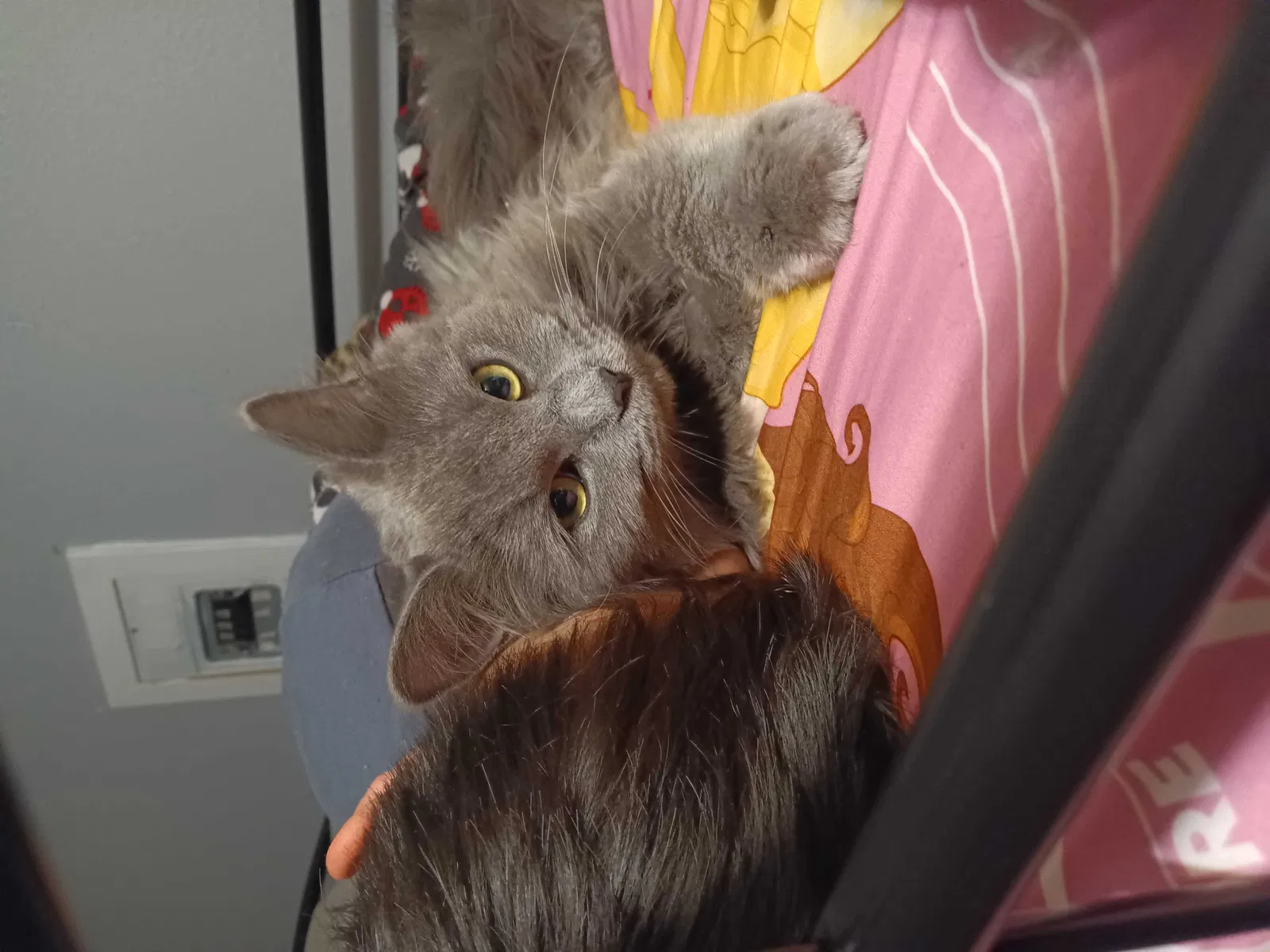 Lost cat in Denver, CO, 80219