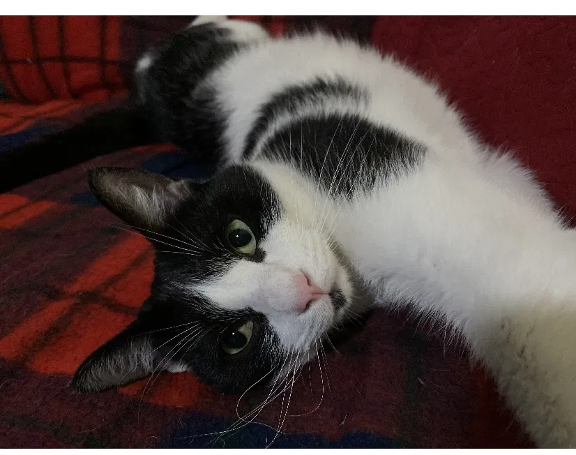 Lost cat in Rockwall, TX, 75087