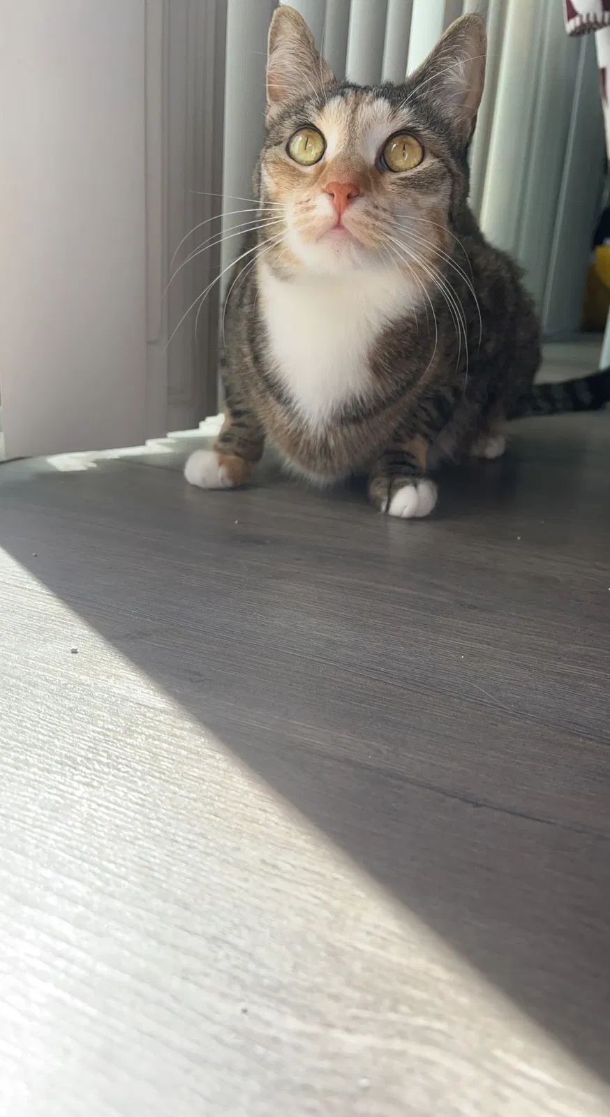 Lost cat in Mohegan Lake, NY, 10547