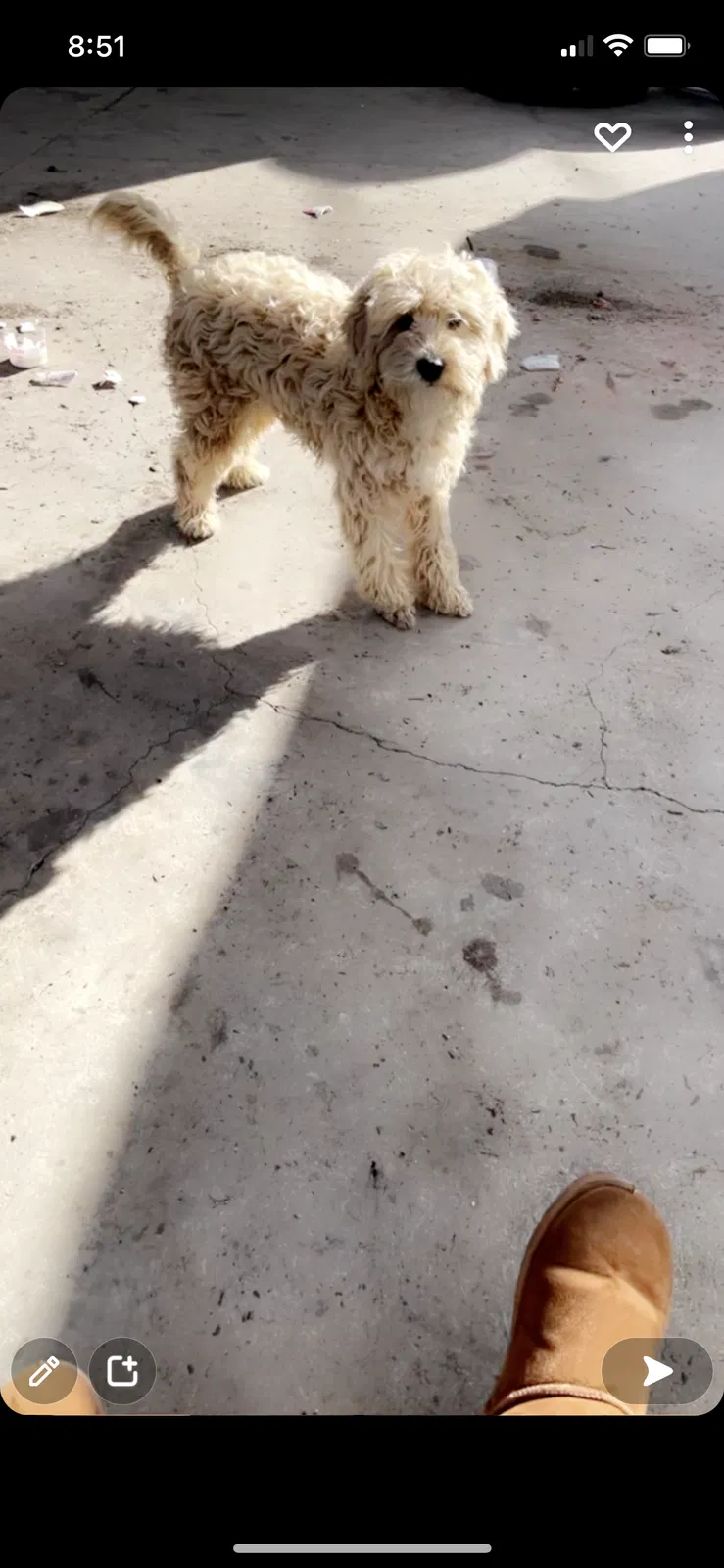 Lost dog in Perris, CA, 92570