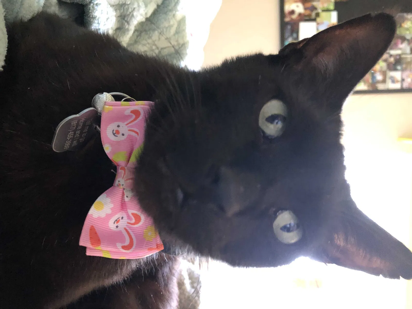 Lost cat in Fort Worth, TX, 76137