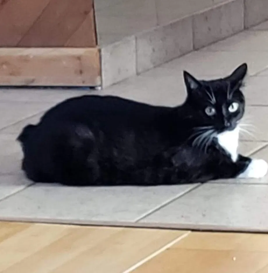 Lost cat in Encinitas, CA, 92024