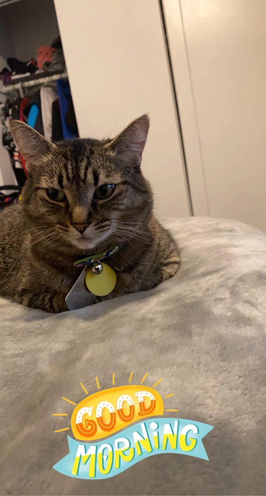 Lost cat in Pleasant Prairie, WI, 53158