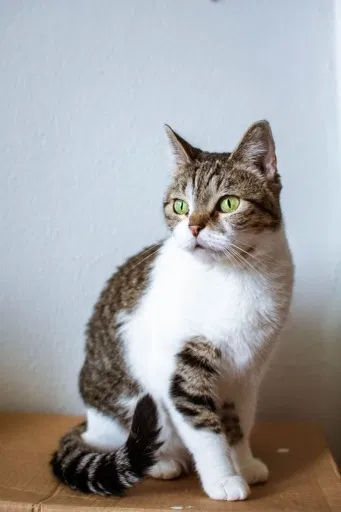 Lost cat in Houston, TX, 77004