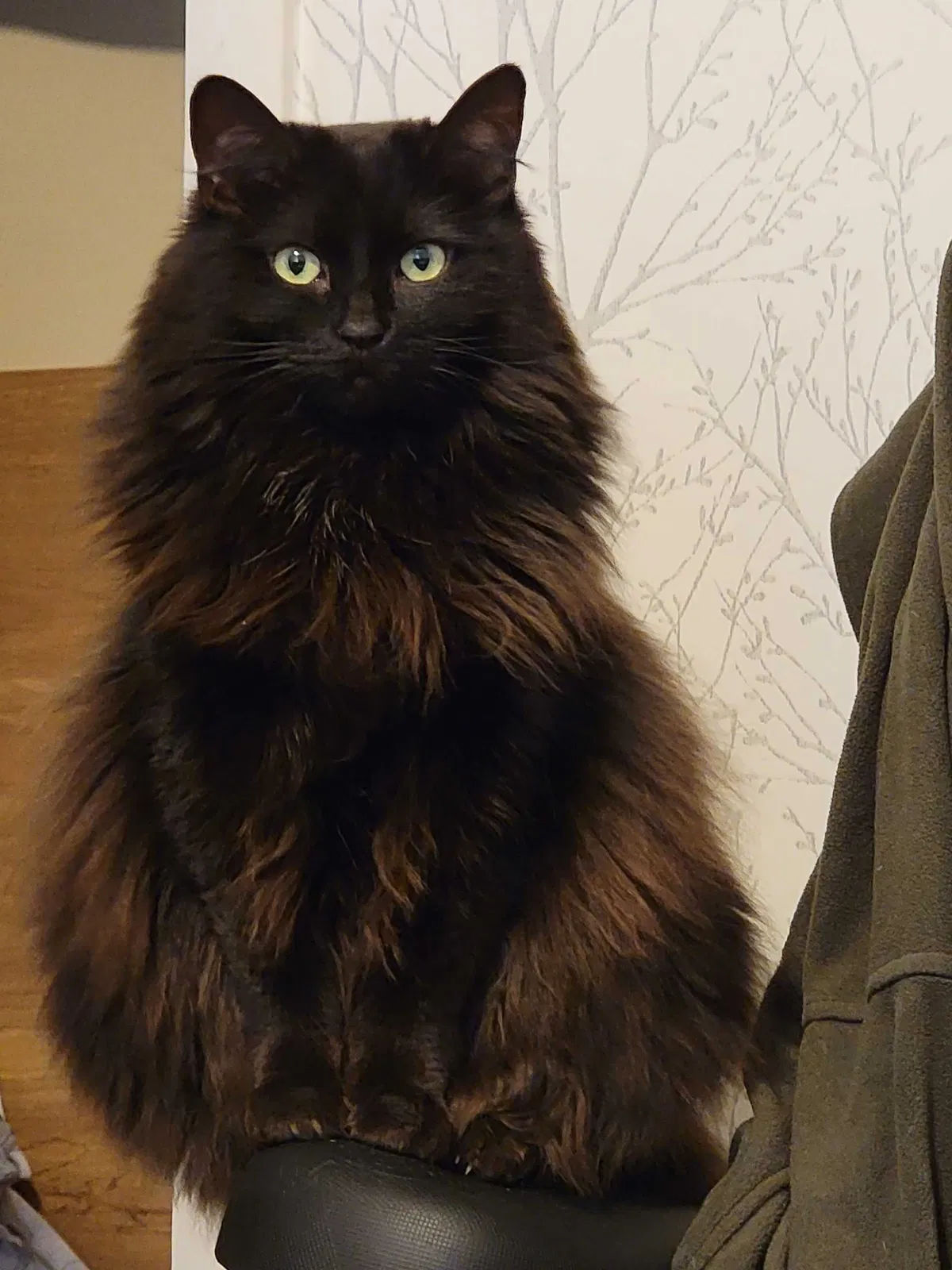 Lost cat in Holly, MI, 48442