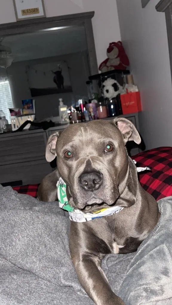 Lost dog in Houston, TX, 77065