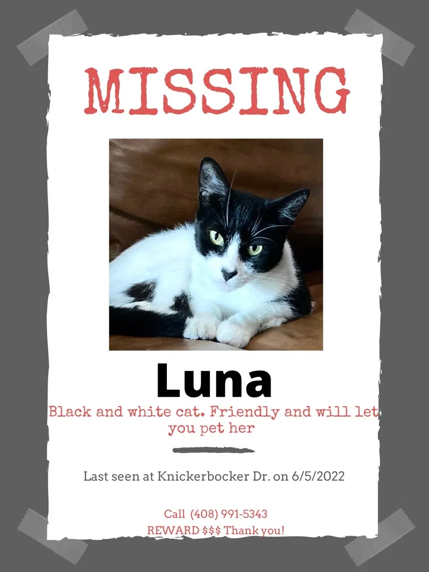 Lost cat in Sunnyvale, CA, 94087