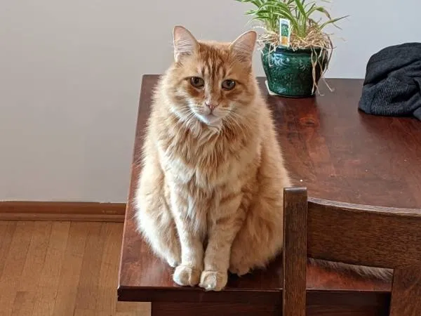 Lost cat in Portland, OR, 97233