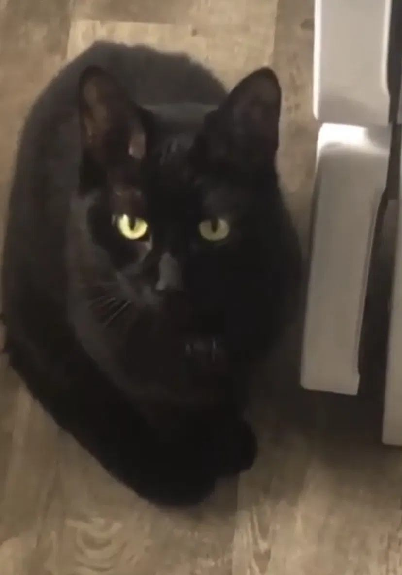 Lost cat in Cedar Glen, CA, 92321