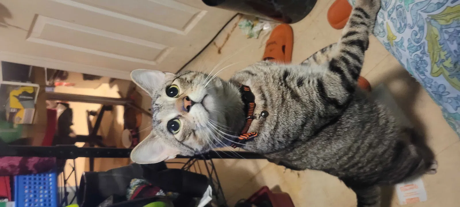 Lost cat in Chicago, IL, 60629
