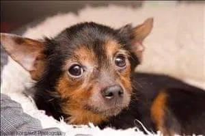 Lost dog in Peoria, AZ, 85345