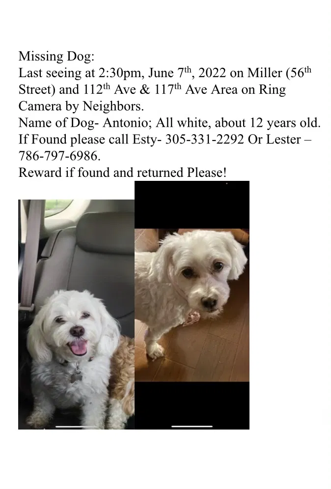 Lost dog in Miami, FL, 33165