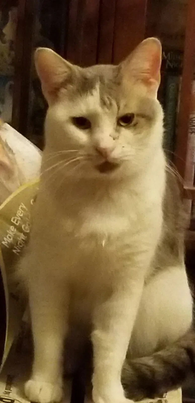 Lost cat in Eufaula, AL, 36027
