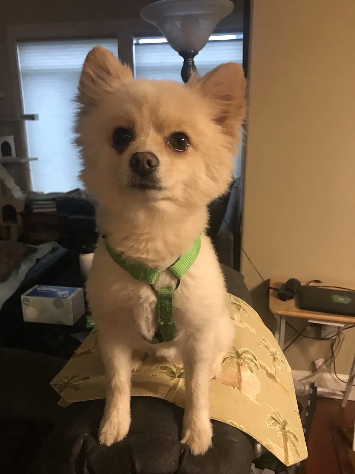 Lost dog in Gresham, OR, 97080