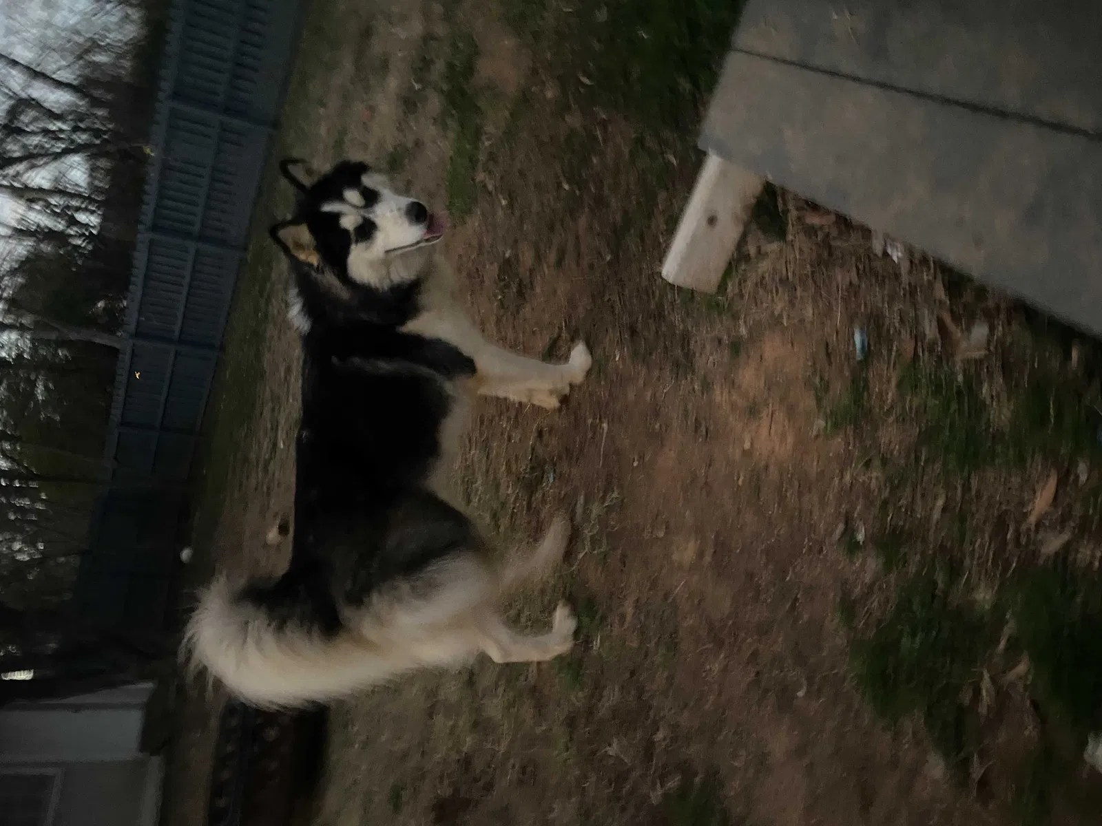 Lost dog in Charlotte, NC, 28227