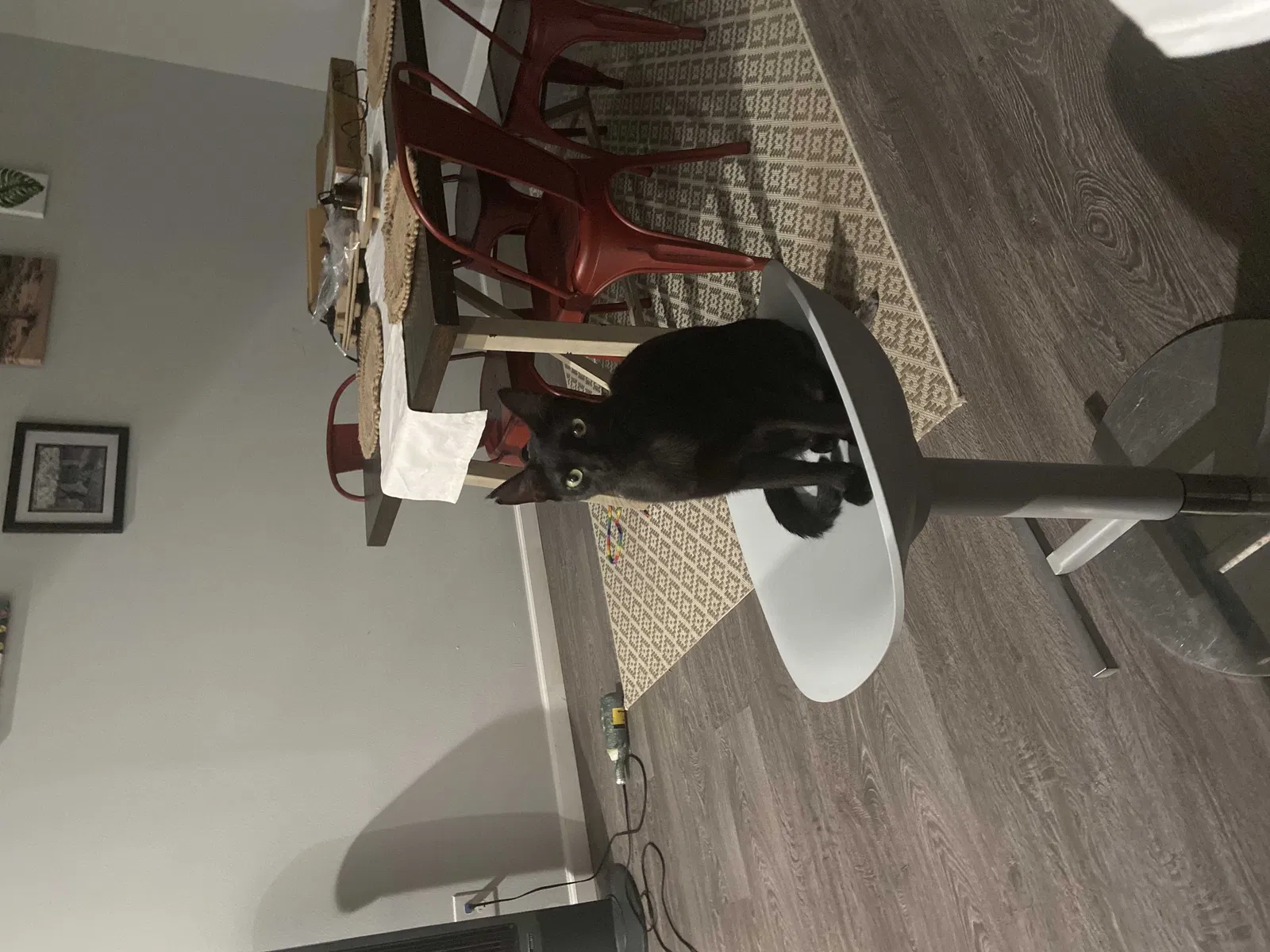 Lost cat in San Antonio, TX, 78210