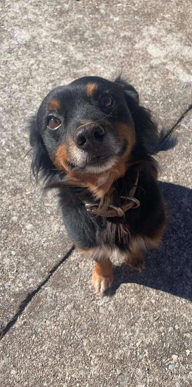 Lost dog in Louisville, TN, 37777