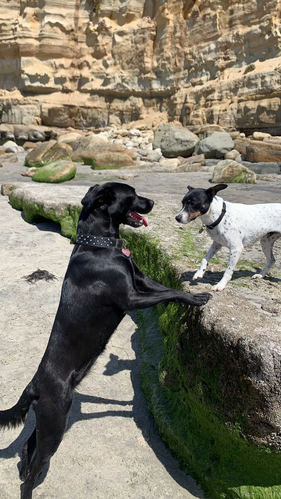 Lost dog in Vista, CA, 92084