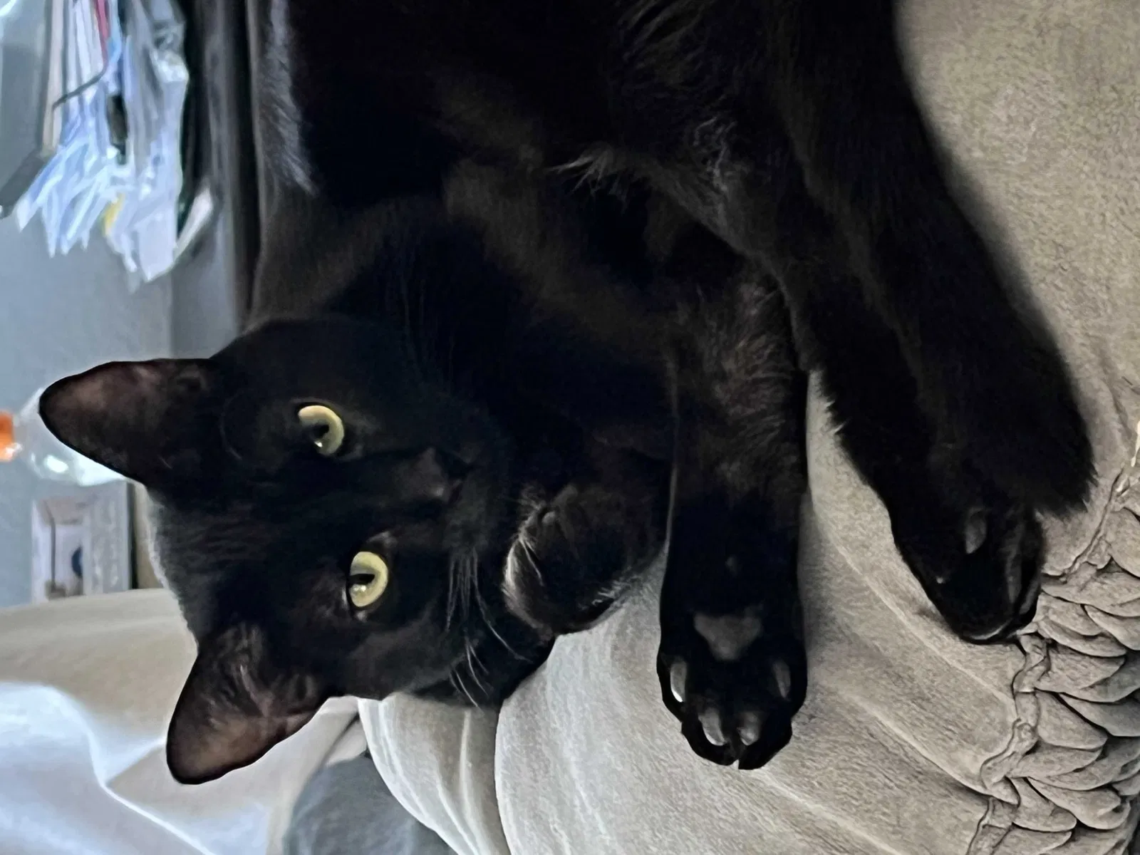 Lost cat in El Mirage, AZ, 85335