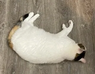 Lost cat in New Braunfels, TX, 78130