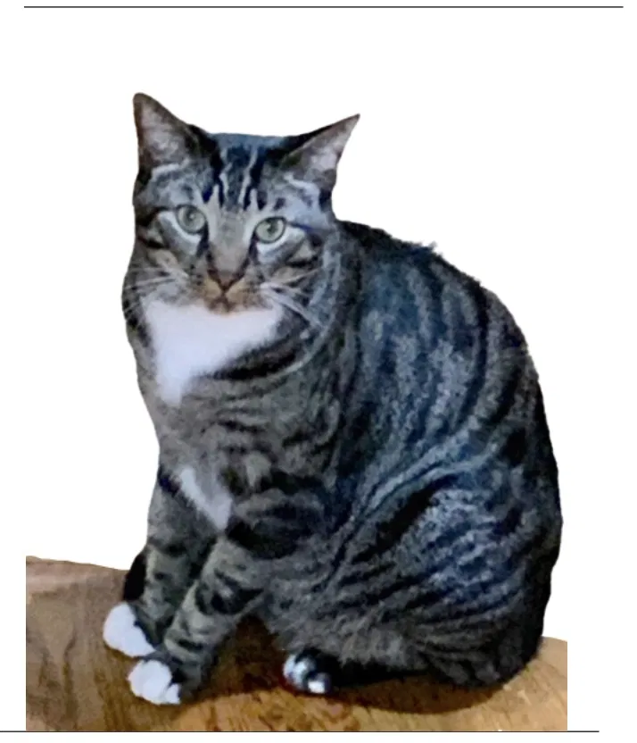 Lost cat in Birmingham, AL, 35226
