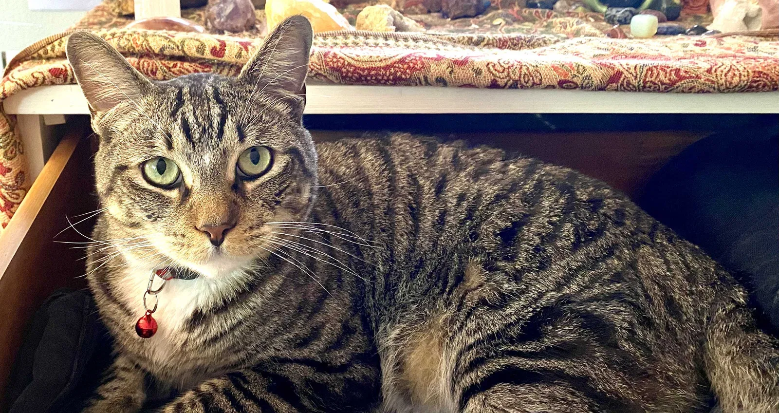 Lost cat in Longwood, FL, 32750