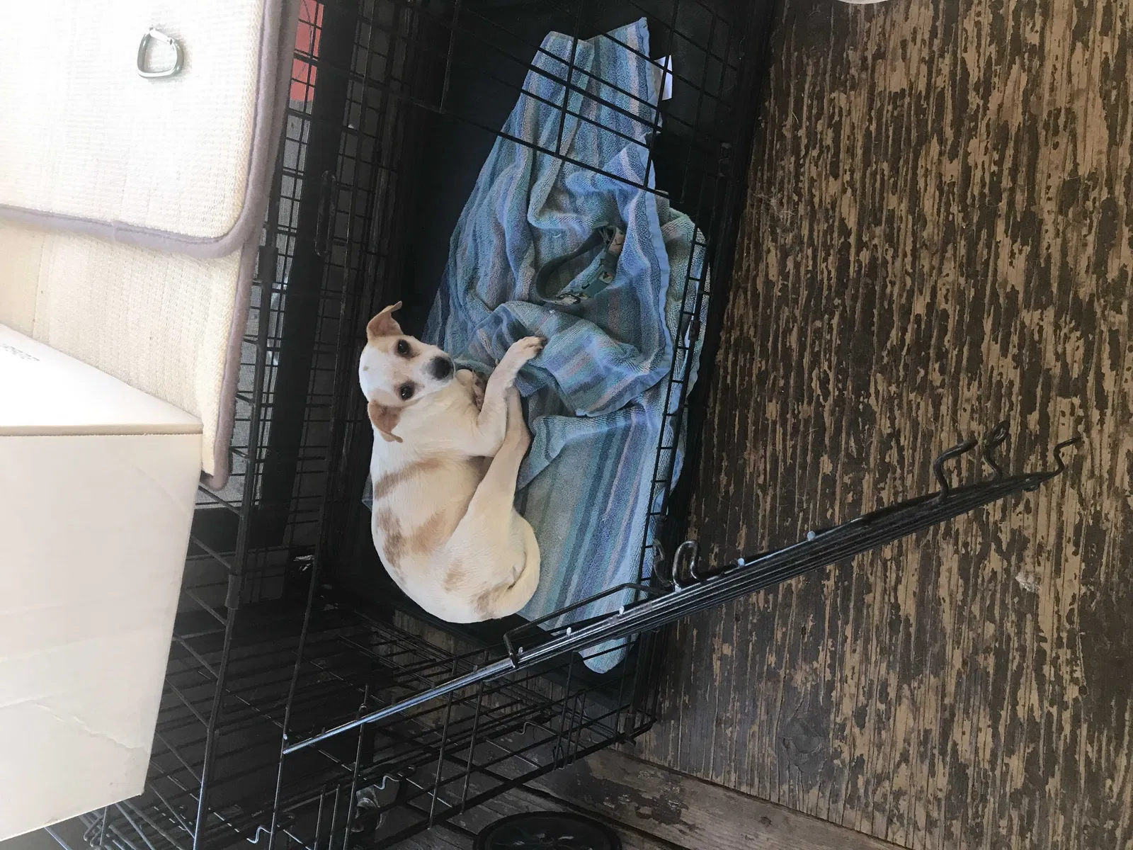 Found dog in Waianae, HI, 96792