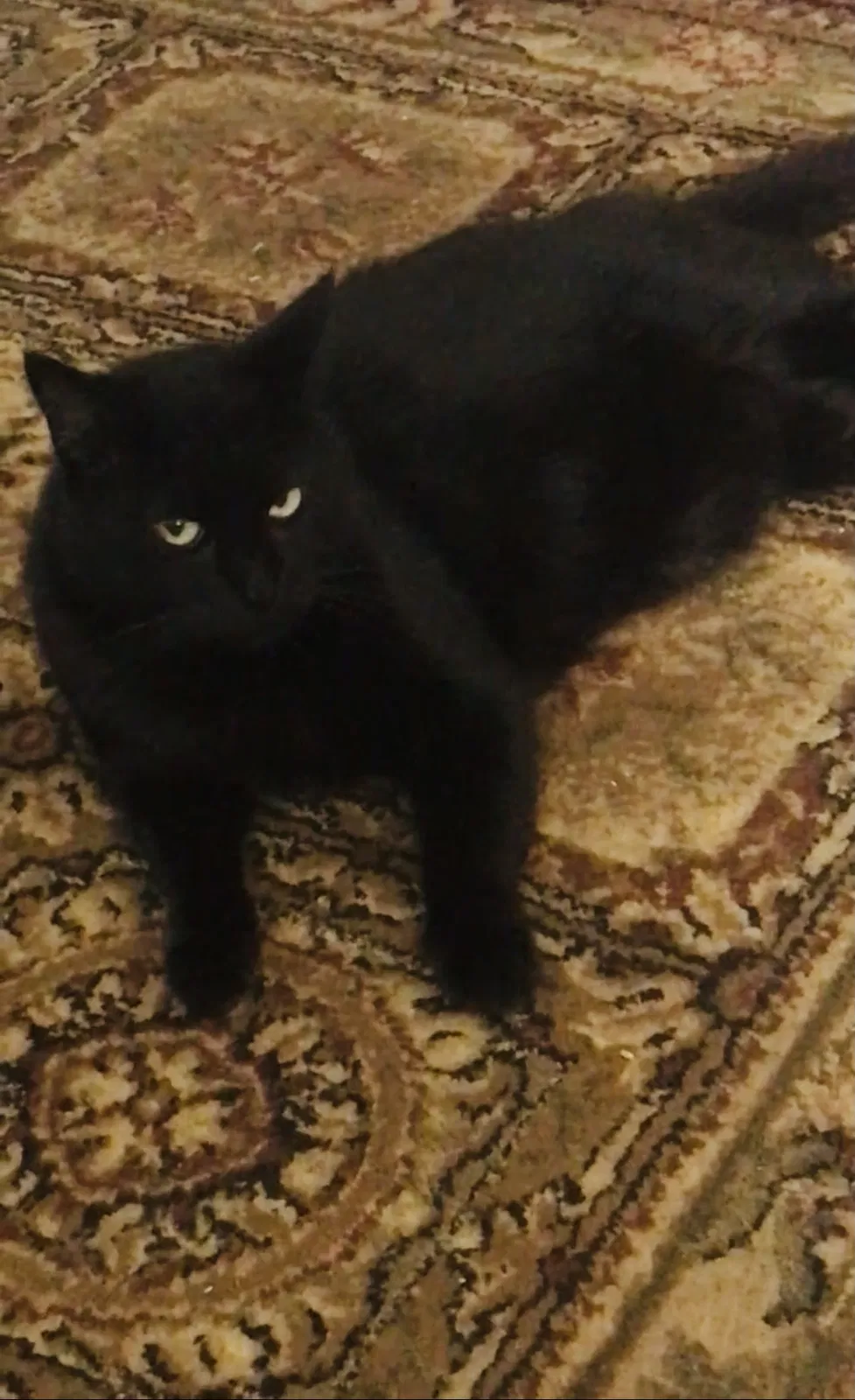 Lost cat in Elk Grove, CA, 95624